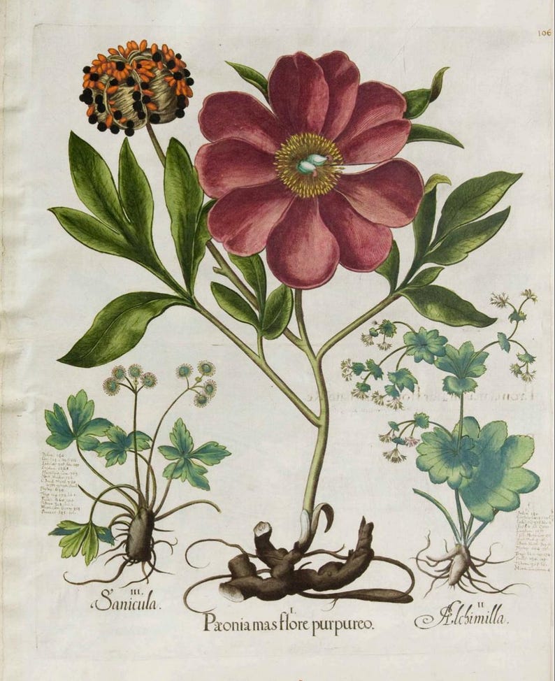May include: A botanical illustration featuring several plants. A large, deep red flower with a yellow center is prominent. Other plants include a seed pod, small white flowers, and leafy green foliage. The text "Paonia mas flore purpureo" is visible.