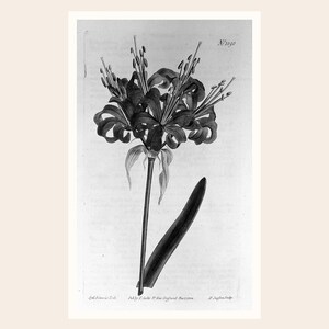 May include: Black and white botanical illustration of a flower with long, slender stems and multiple petals. The image includes the text "N:1090" and other handwritten text at the bottom. The flower has a detailed, artistic style.
