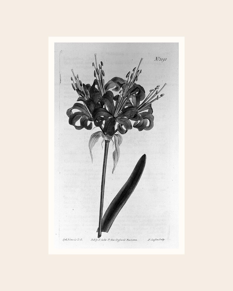 May include: Black and white botanical illustration of a flower with long, slender stems and multiple petals. The image includes the text "N:1090" and other handwritten text at the bottom. The flower has a detailed, artistic style.