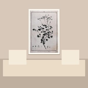 May include: A framed botanical print featuring a detailed black and white illustration of a flowering plant. The print includes the plant's name and is set against a neutral background, creating a vintage aesthetic. The artwork is displayed on a beige surface.