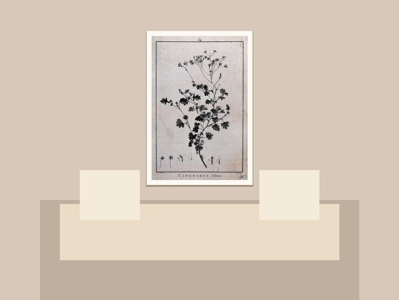 May include: A framed botanical print featuring a detailed black and white illustration of a flowering plant. The print includes the plant's name and is set against a neutral background, creating a vintage aesthetic. The artwork is displayed on a beige surface.