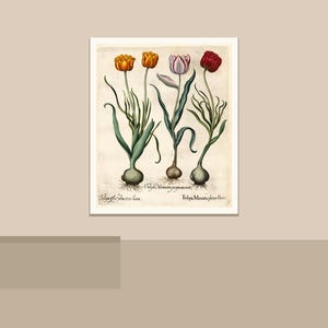 May include: A framed botanical print featuring illustrations of tulips in various colors: orange, yellow, purple, and red. The artwork has a vintage aesthetic, with detailed depictions of the flowers, stems, and bulbs. Text in Latin is present at the bottom of the print.