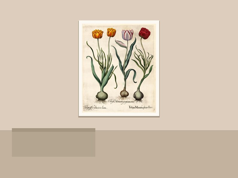 May include: A framed botanical print featuring illustrations of tulips in various colors: orange, yellow, purple, and red. The artwork has a vintage aesthetic, with detailed depictions of the flowers, stems, and bulbs. Text in Latin is present at the bottom of the print.