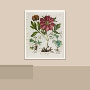 May include: Botanical illustration of a peony flower with a dark red bloom, green leaves, and other plant elements. The artwork is framed in white and set against a neutral background. The scientific name is visible.