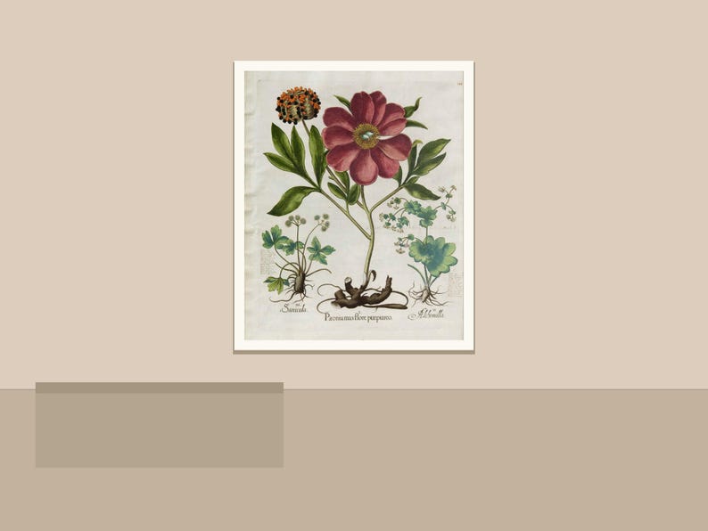 May include: Botanical illustration of a peony flower with a dark red bloom, green leaves, and other plant elements. The artwork is framed in white and set against a neutral background. The scientific name is visible.