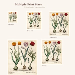 May include: A collection of botanical art prints featuring tulips in various sizes, including 5x7 inch, 8x10 inch, 11x14 inch, and A4 inch. The prints showcase detailed illustrations of tulips with orange, purple, and red blooms, green stems, and bulbous roots. The text "Multiple Print Sizes" is at the top.