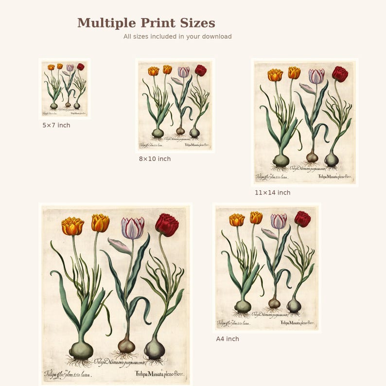 May include: A collection of botanical art prints featuring tulips in various sizes, including 5x7 inch, 8x10 inch, 11x14 inch, and A4 inch. The prints showcase detailed illustrations of tulips with orange, purple, and red blooms, green stems, and bulbous roots. The text "Multiple Print Sizes" is at the top.