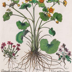 May include: A botanical illustration of several plants, including one with yellow flowers and large green leaves. The image also features plants with small purple and red flowers, and the roots of the plants are visible. The Latin names of the plants are written below.