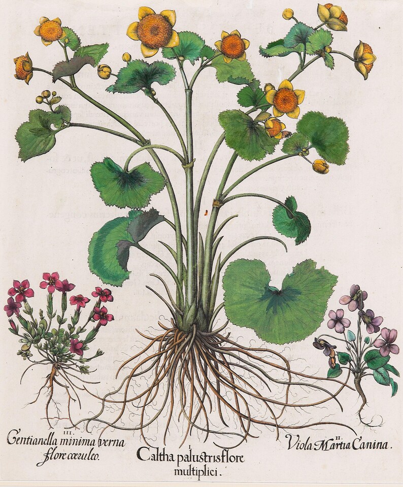 May include: A botanical illustration of several plants, including one with yellow flowers and large green leaves. The image also features plants with small purple and red flowers, and the roots of the plants are visible. The Latin names of the plants are written below.