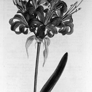 May include: A detailed black and white botanical illustration of a flower, featuring multiple petals and long stamens. The image includes a long stem and a single, elongated leaf. The text "N1090" is visible in the upper right corner.