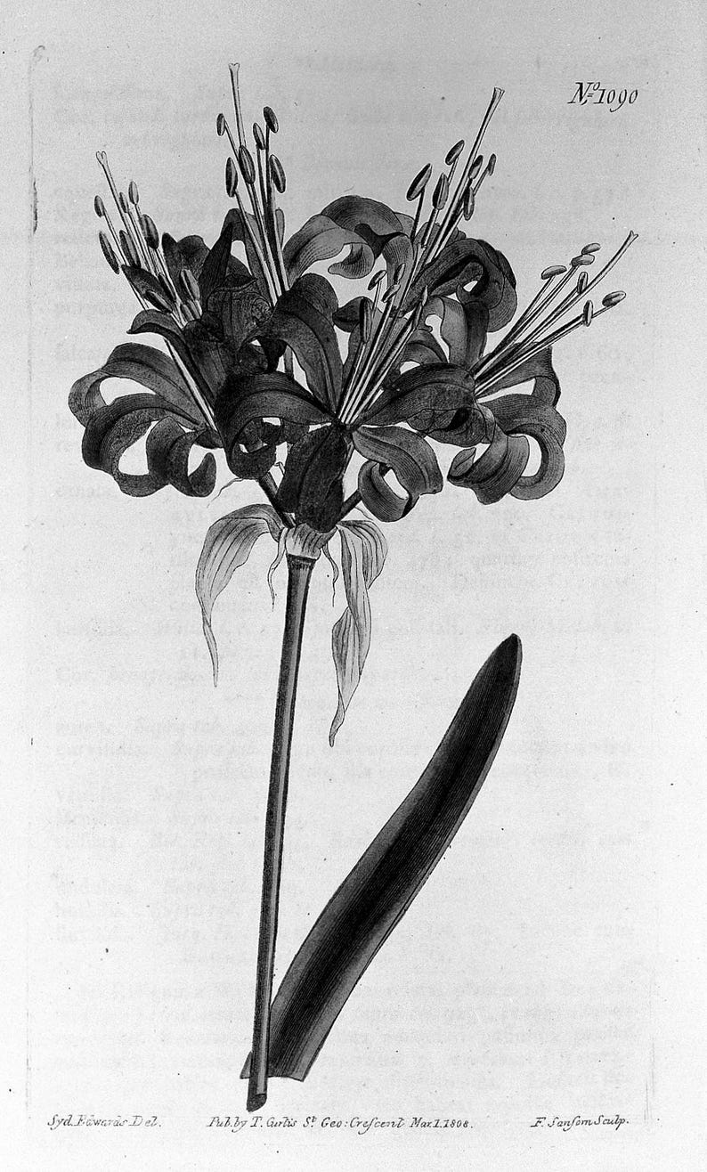 May include: A detailed black and white botanical illustration of a flower, featuring multiple petals and long stamens. The image includes a long stem and a single, elongated leaf. The text "N1090" is visible in the upper right corner.