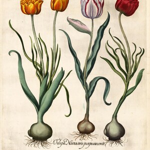 May include: A botanical illustration of tulips in various colors, including yellow, red, and purple, with green leaves and bulbs. The image includes Latin text identifying the tulip varieties. The style is reminiscent of vintage botanical prints.