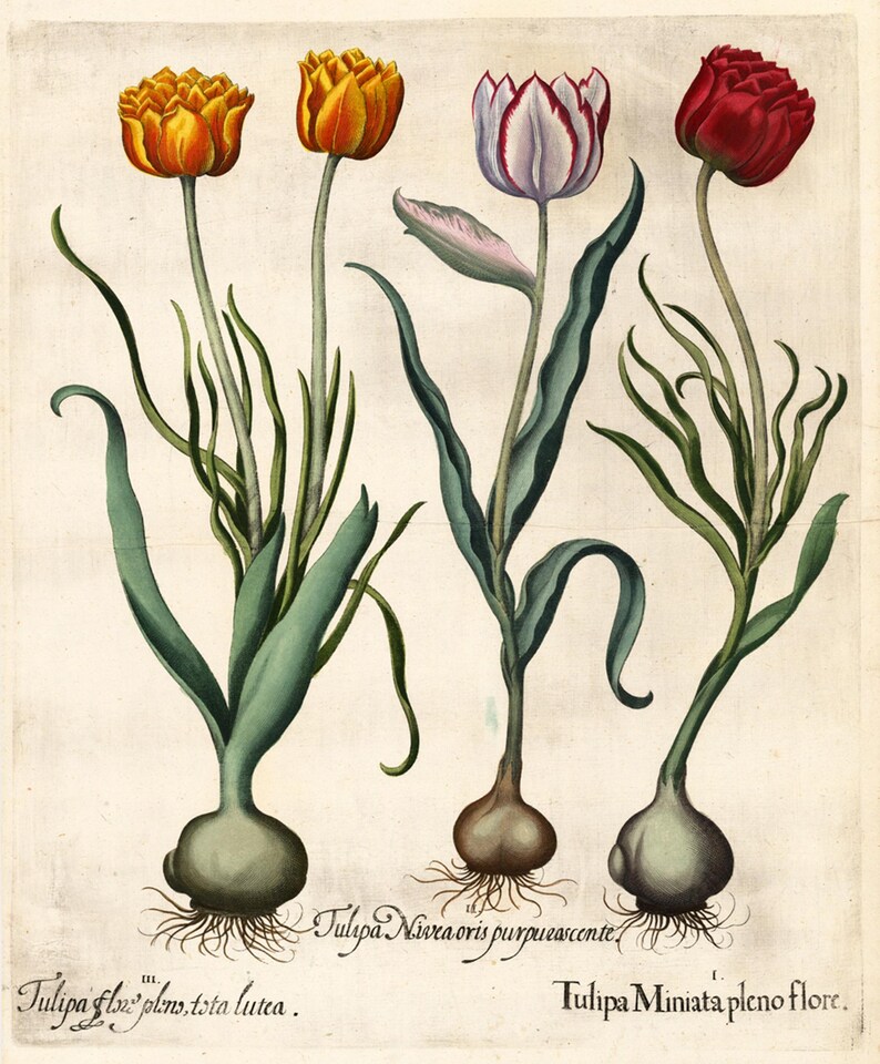 May include: A botanical illustration of tulips in various colors, including yellow, red, and purple, with green leaves and bulbs. The image includes Latin text identifying the tulip varieties. The style is reminiscent of vintage botanical prints.