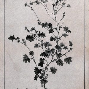 May include: Botanical illustration of Cineraria lobata, featuring detailed drawings of the plant's leaves, stems, and flowers. The artwork is in black and white, with the plant's name at the bottom. The image is framed with a thin black border.