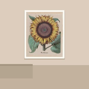 May include: A framed botanical print of a sunflower. The sunflower has yellow petals, a dark brown center, and green leaves. The print is in a white frame and is set against a neutral background.