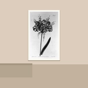 May include: Black and white botanical illustration of a flower with multiple petals and a long stem. The artwork is framed in a white border and set against a neutral background. The image is a detailed drawing.