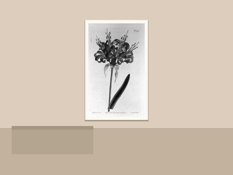 May include: Black and white botanical illustration of a flower with multiple petals and a long stem. The artwork is framed in a white border and set against a neutral background. The image is a detailed drawing.