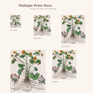May include: Botanical art prints in various sizes, including 5x7, 8x10, 11x14 inches, and A4. The prints feature a detailed illustration of a plant with yellow flowers, green leaves, and visible roots, with botanical names. The text "Multiple Print Sizes" is at the top.