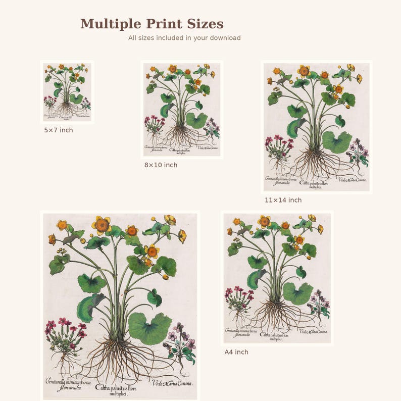 May include: Botanical art prints in various sizes, including 5x7, 8x10, 11x14 inches, and A4. The prints feature a detailed illustration of a plant with yellow flowers, green leaves, and visible roots, with botanical names. The text "Multiple Print Sizes" is at the top.