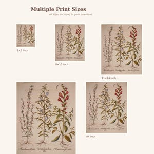 Peut inclure: Plusieurs tirages d'art botanique pr&eacute;sentant des illustrations d&eacute;taill&eacute;es de plantes &agrave; fleurs. Les tirages, de diff&eacute;rentes tailles, pr&eacute;sentent des fleurs rouges et bleues avec des tiges et des racines vertes sur fond beige. Le texte indique "Multiple Print Sizes".