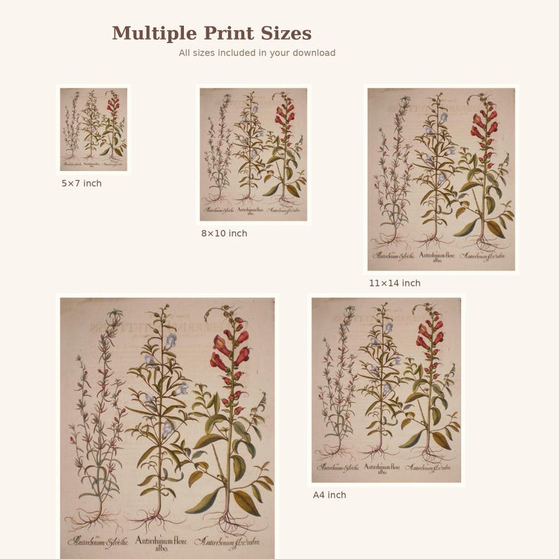 Peut inclure: Plusieurs tirages d'art botanique pr&eacute;sentant des illustrations d&eacute;taill&eacute;es de plantes &agrave; fleurs. Les tirages, de diff&eacute;rentes tailles, pr&eacute;sentent des fleurs rouges et bleues avec des tiges et des racines vertes sur fond beige. Le texte indique "Multiple Print Sizes".
