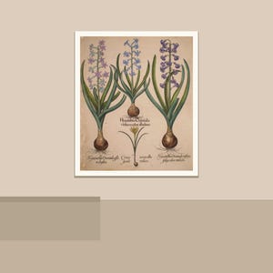 May include: Botanical illustration of hyacinth plants with purple and blue flowers, green leaves, and bulbous roots. The artwork is framed in a white border and set against a neutral background. The image includes Latin text identifying the plant species.