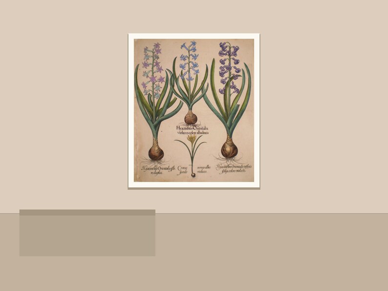 May include: Botanical illustration of hyacinth plants with purple and blue flowers, green leaves, and bulbous roots. The artwork is framed in a white border and set against a neutral background. The image includes Latin text identifying the plant species.