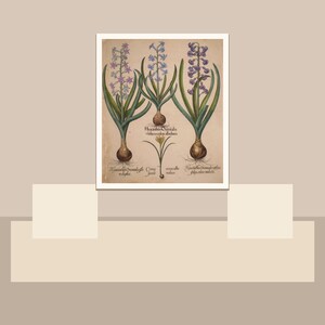 May include: An antique botanical print featuring three hyacinth plants with purple, blue, and lavender flowers. The print includes detailed illustrations of the bulbs and roots, with scientific labels in Latin. The artwork is framed in a white border.