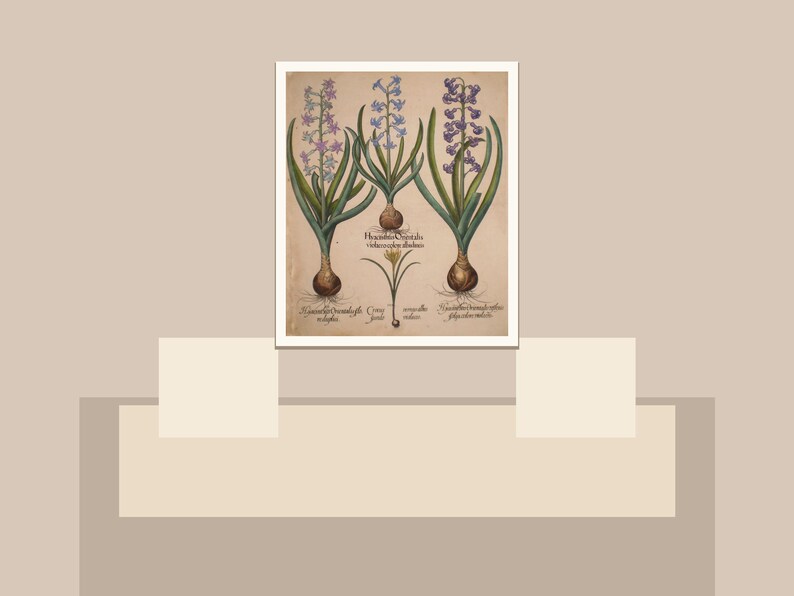 May include: An antique botanical print featuring three hyacinth plants with purple, blue, and lavender flowers. The print includes detailed illustrations of the bulbs and roots, with scientific labels in Latin. The artwork is framed in a white border.