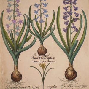 May include: An antique botanical illustration of hyacinth flowers in shades of purple and blue, with green leaves and bulbs. The image includes Latin text identifying the plant varieties and a small yellow flower.