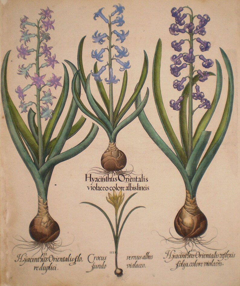 May include: An antique botanical illustration of hyacinth flowers in shades of purple and blue, with green leaves and bulbs. The image includes Latin text identifying the plant varieties and a small yellow flower.