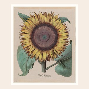 May include: A vintage botanical illustration of a sunflower, featuring a large yellow flower head with a dark brown center. Green leaves and stem are visible. The text "Flos Solis maior" is printed below the flower.