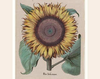 Vintage Sunflower Botanical Print | Restored Antique Floral Wall Art (Digital Download)