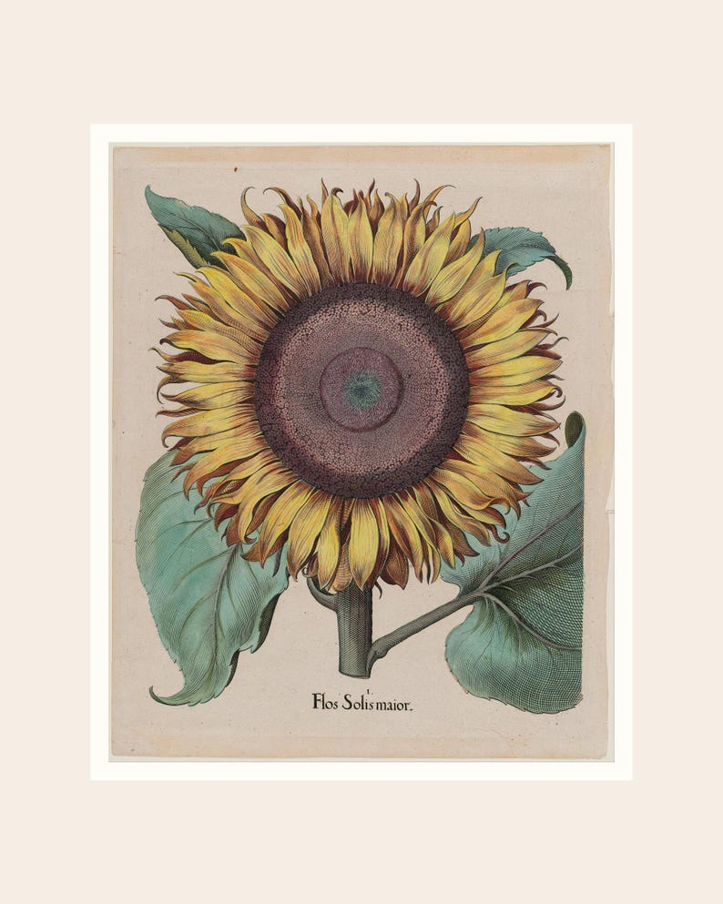 May include: A vintage botanical illustration of a sunflower, featuring a large yellow flower head with a dark brown center. Green leaves and stem are visible. The text "Flos Solis maior" is printed below the flower.