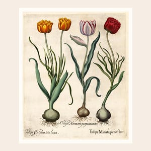 May include: A botanical illustration of four tulips in various colors: yellow, orange, purple, and red. The tulips have green stems and leaves, with visible bulbs and roots. The image includes Latin text identifying the tulip varieties.