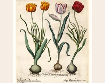 Vintage Tulip Botanical Print | Antique Floral Wall Art (Digital Download)