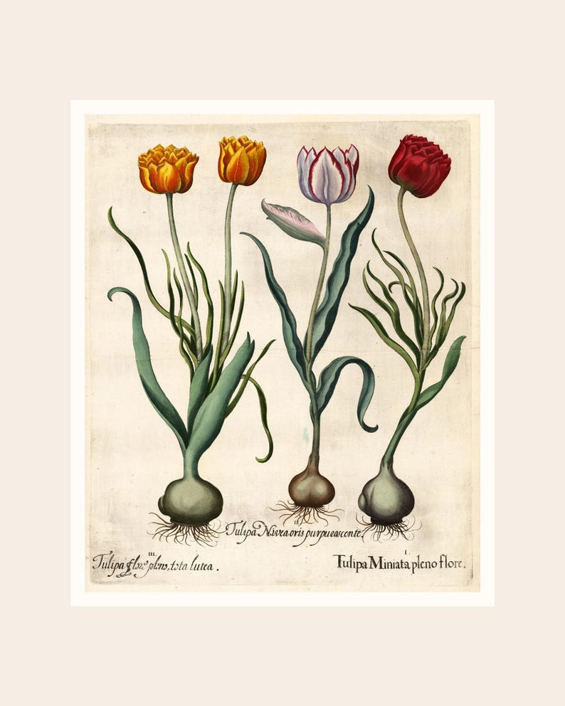 May include: A botanical illustration of four tulips in various colors: yellow, orange, purple, and red. The tulips have green stems and leaves, with visible bulbs and roots. The image includes Latin text identifying the tulip varieties.