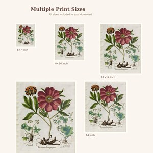 May include: Botanical print featuring a detailed illustration of a flower with a large, deep red bloom, green leaves, and roots. The print is available in multiple sizes, including 5x7, 8x10, 11x14 inches, and A4. The text "Multiple Print Sizes" is at the top.