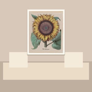 May include: A framed botanical print featuring a detailed illustration of a sunflower. The sunflower has yellow petals, a dark brown center, and green leaves. The print is set against a neutral background, creating a vintage aesthetic.