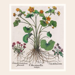 May include: Botanical illustration of various plants with detailed depictions of their roots, stems, leaves, and flowers. The central plant features yellow flowers and large green leaves. Other plants include small pink and purple flowers. Text in Latin.