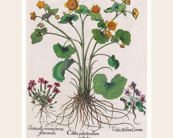 Vintage Marsh Marigold Botanical Print | Restored Floral Wall Art (Digital Download)