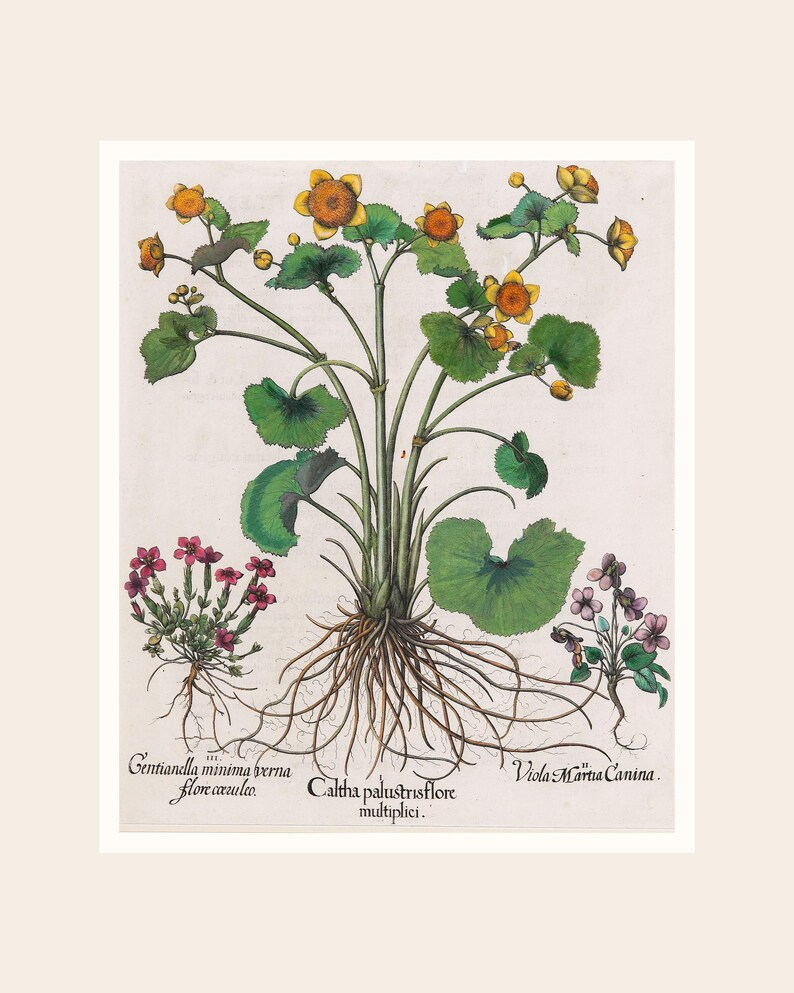May include: Botanical illustration of various plants with detailed depictions of their roots, stems, leaves, and flowers. The central plant features yellow flowers and large green leaves. Other plants include small pink and purple flowers. Text in Latin.