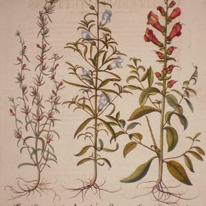 Peut inclure: Illustration botanique ancienne repr&eacute;sentant trois types de plantes. Les plantes ont des feuilles et des tiges vertes, avec des fleurs rouges, blanches et rouge-orang&eacute;. Les racines sont visibles, et les noms latins sont &eacute;crits en dessous.
