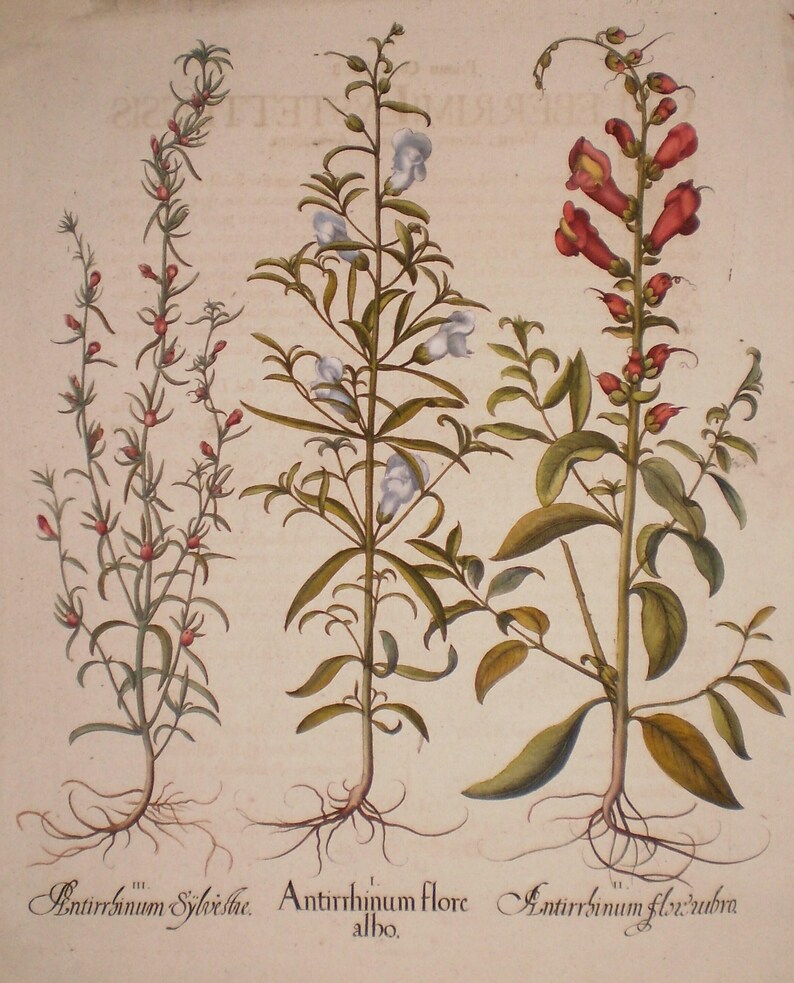 Peut inclure: Illustration botanique ancienne repr&eacute;sentant trois types de plantes. Les plantes ont des feuilles et des tiges vertes, avec des fleurs rouges, blanches et rouge-orang&eacute;. Les racines sont visibles, et les noms latins sont &eacute;crits en dessous.