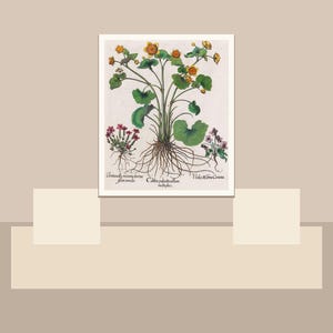 May include: A botanical illustration print featuring a detailed depiction of a plant with yellow flowers, green leaves, and visible roots. The print includes Latin text and is set against a neutral background.