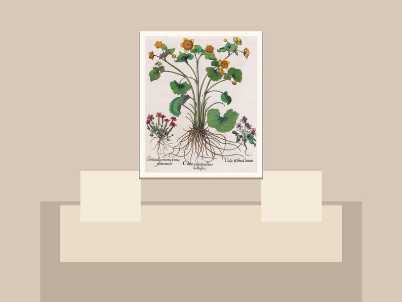 May include: A botanical illustration print featuring a detailed depiction of a plant with yellow flowers, green leaves, and visible roots. The print includes Latin text and is set against a neutral background.