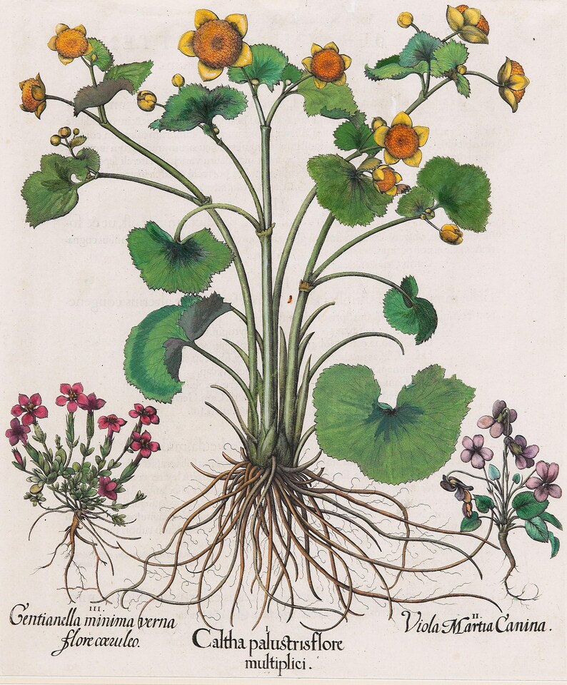 May include: A botanical illustration of various plants, including one with yellow flowers and green leaves, and others with purple and pink flowers. The plants are depicted with their roots and labeled with Latin names.