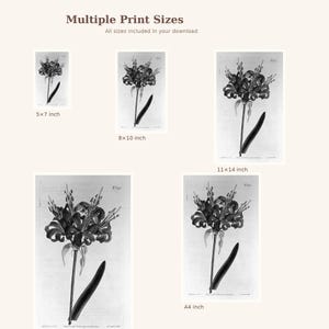 May include: Black and white botanical print of a flower with a long stem and a curved leaf. The image shows multiple print sizes, including 5x7 inch, 8x10 inch, 11x14 inch, and A4 inch, with the text "Multiple Print Sizes" and "All sizes included in your download".