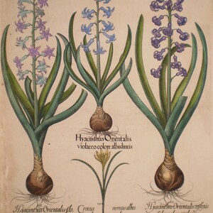 May include: A botanical illustration of hyacinth plants with purple, blue, and lavender flowers, green leaves, and brown bulbs. The image includes text in Latin, identifying the plants and their varieties. The style is reminiscent of vintage botanical prints.