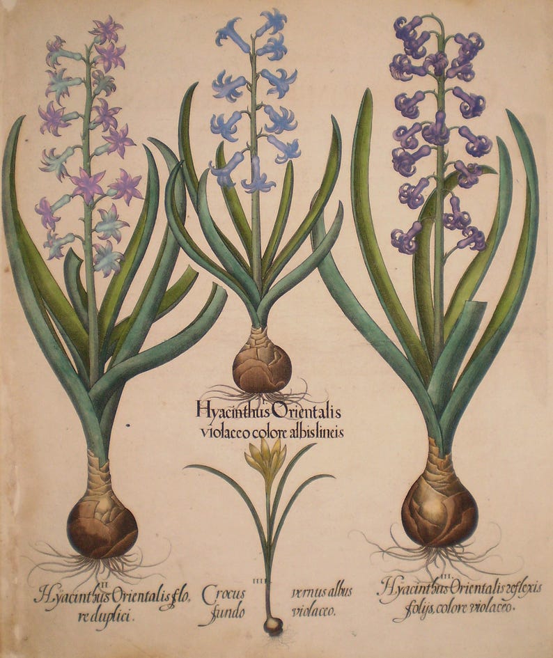 May include: A botanical illustration of hyacinth plants with purple, blue, and lavender flowers, green leaves, and brown bulbs. The image includes text in Latin, identifying the plants and their varieties. The style is reminiscent of vintage botanical prints.